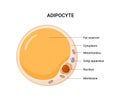 Vector structure of white fat cell. Illustration of adipose..